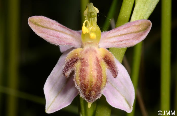 Ophrys apifera f. austroalsatica