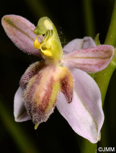 Ophrys apifera f. austroalsatica