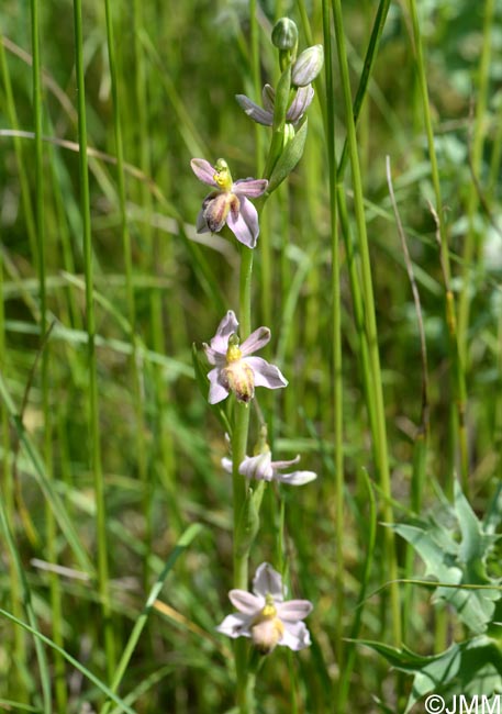 Ophrys apifera f. austroalsatica