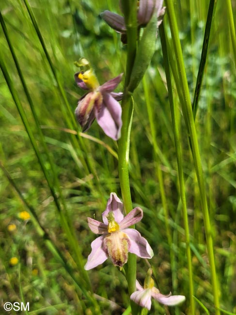 Ophrys apifera f. austroalsatica