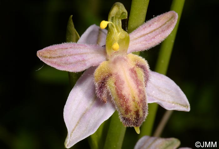 Ophrys apifera f. austroalsatica