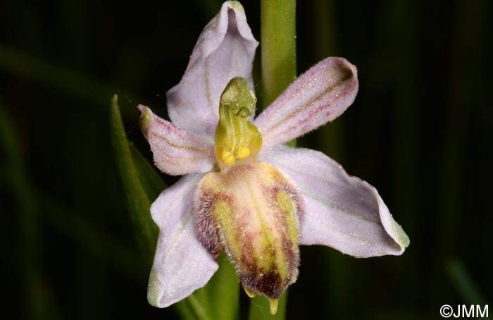 Ophrys apifera f. austroalsatica
