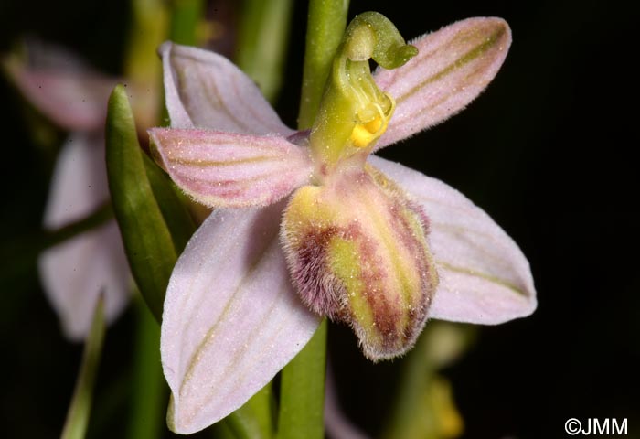 Ophrys apifera f. austroalsatica