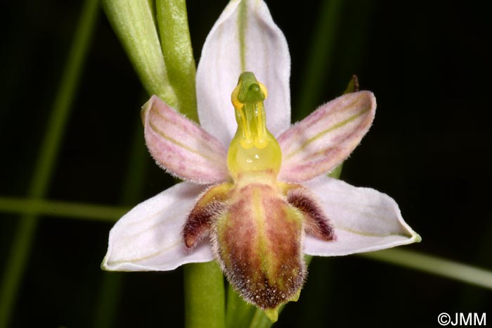 Ophrys apifera f. austroalsatica