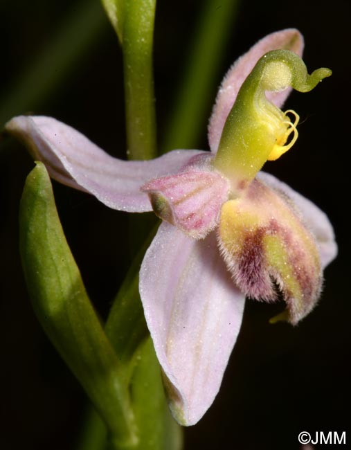 Ophrys apifera f. austroalsatica