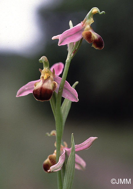 Ophrys apifera f. bicolor