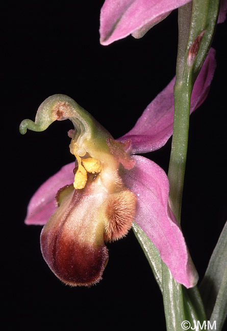 Ophrys apifera f. bicolor