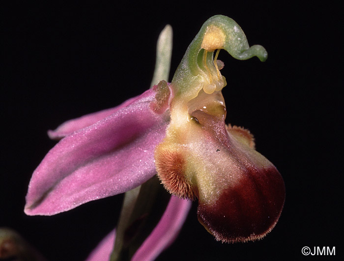 Ophrys apifera f. bicolor