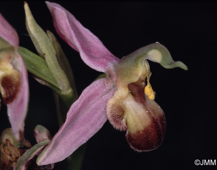 Ophrys apifera f. bicolor