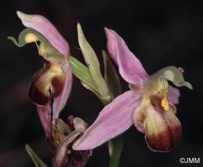 Ophrys apifera f. bicolor