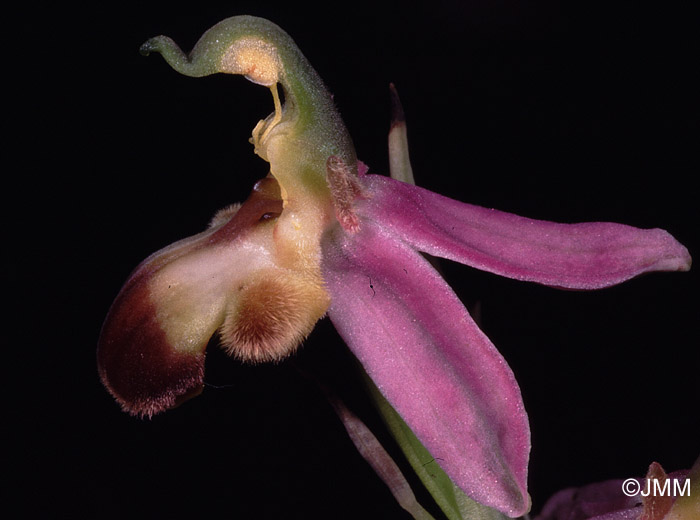 Ophrys apifera f. bicolor