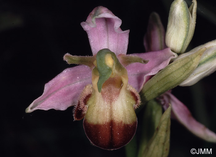 Ophrys apifera f. " bicolor aurita "