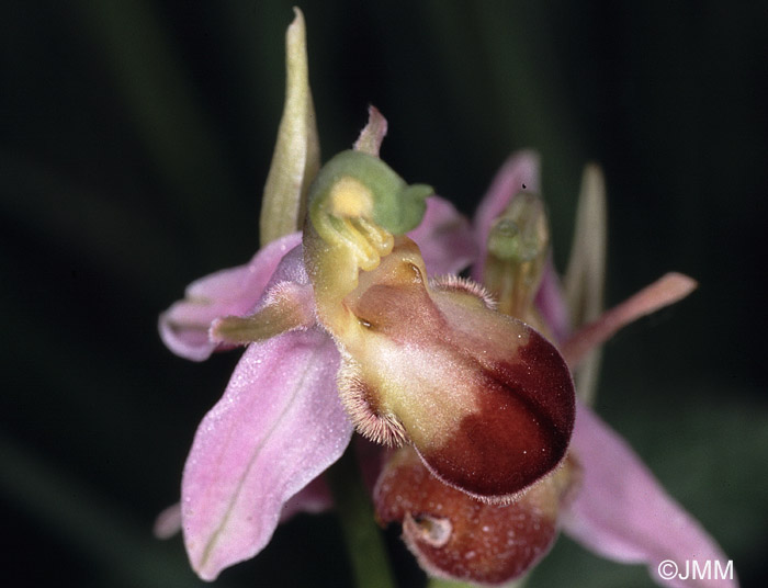 Ophrys apifera f. " bicolor aurita "