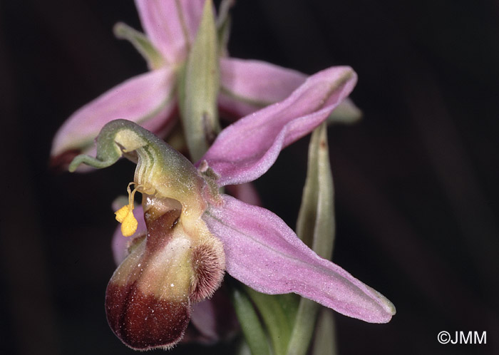 Ophrys apifera f. " bicolor aurita "