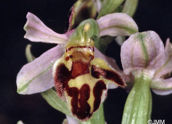 Ophrys apifera f. botteronii