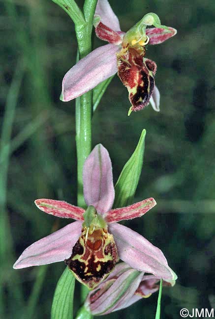 Ophrys apifera f. botteronii