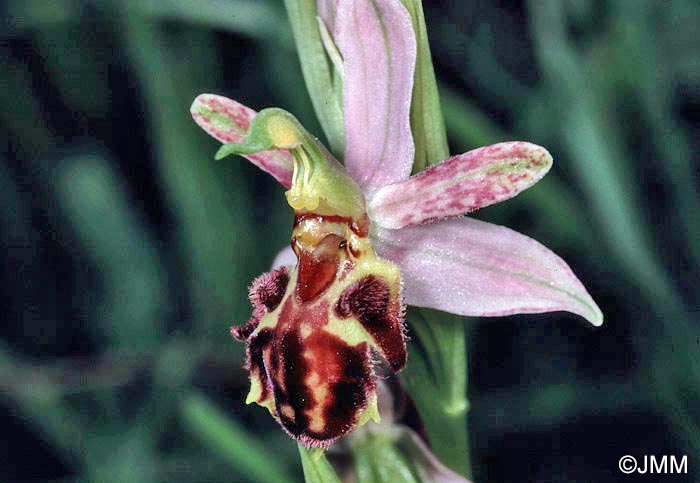 Ophrys apifera f. botteronii