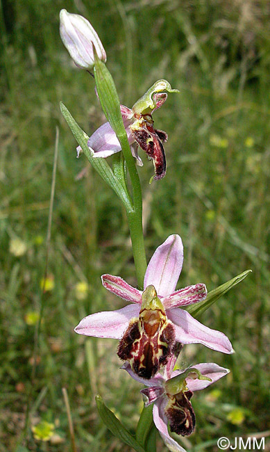 Ophrys apifera f. botteronii