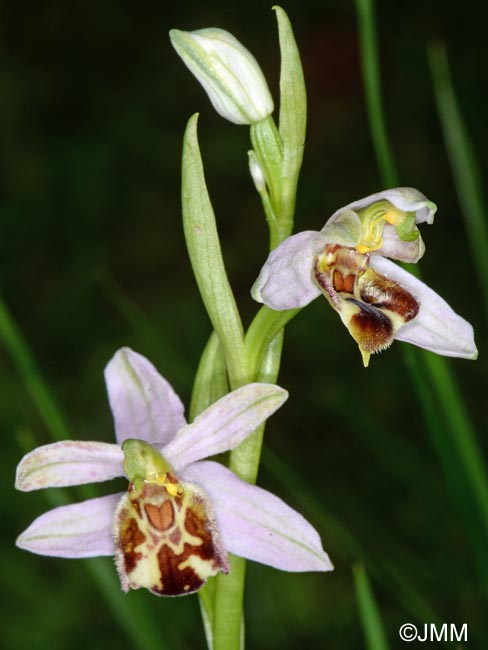 Ophrys apifera f. botteronii