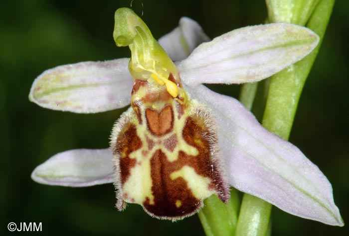 Ophrys apifera f. botteronii