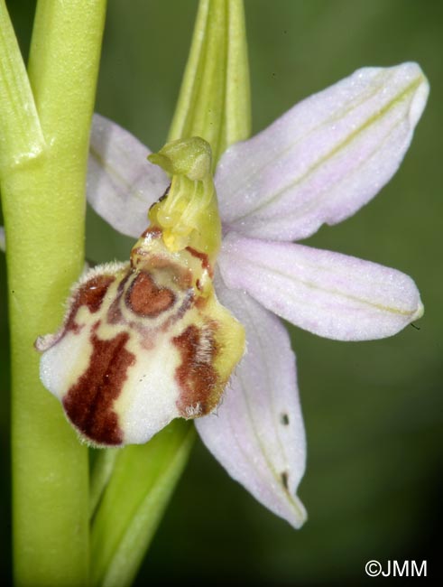 Ophrys apifera f. botteronii