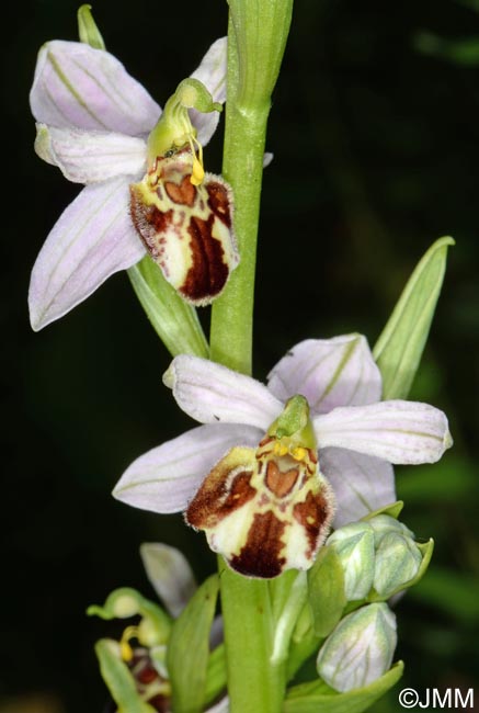 Ophrys apifera f. botteronii