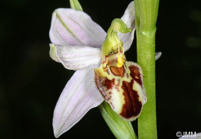 Ophrys apifera f. botteronii