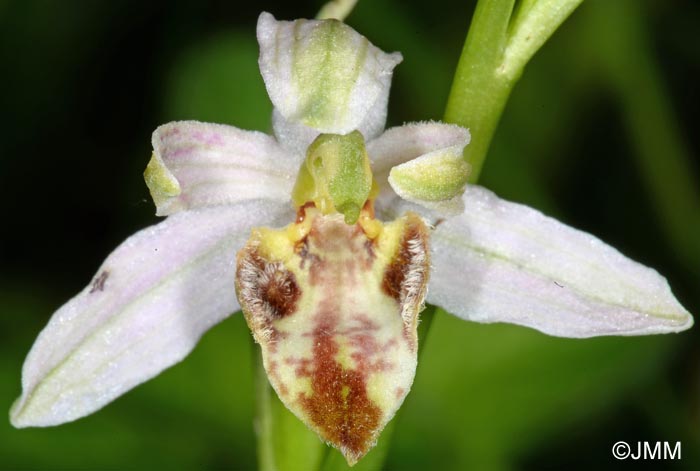 Ophrys apifera f. botteronii