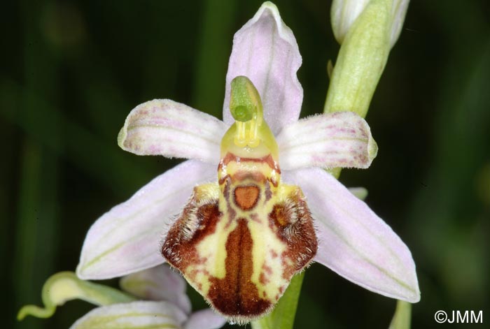 Ophrys apifera f. botteronii