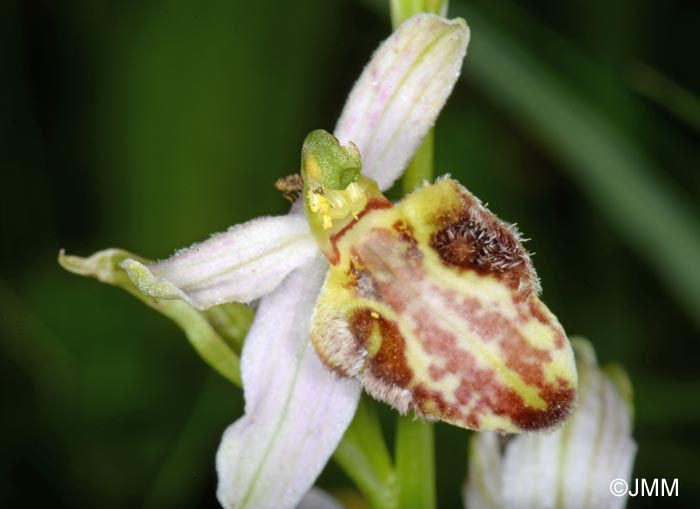 Ophrys apifera f. botteronii