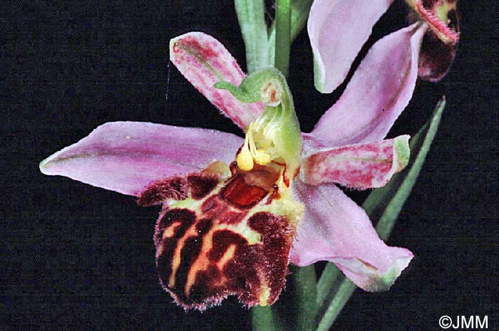 Ophrys apifera f. botteronii