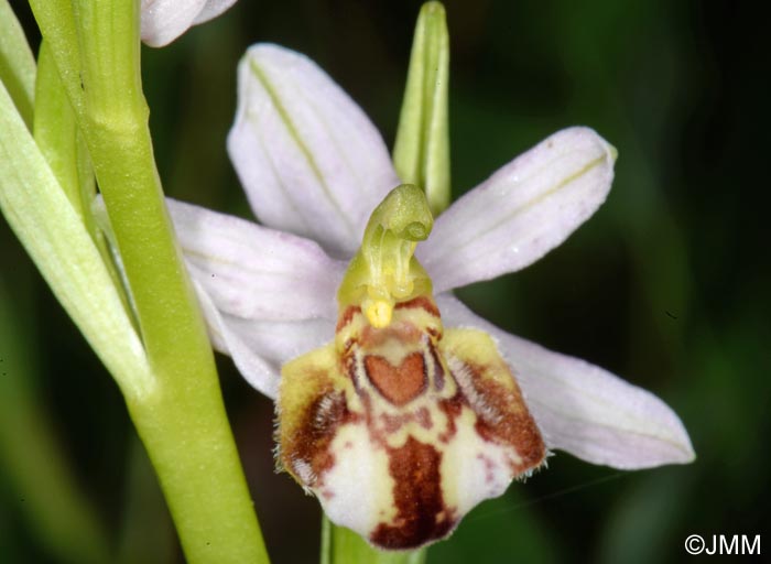 Ophrys apifera f. botteronii