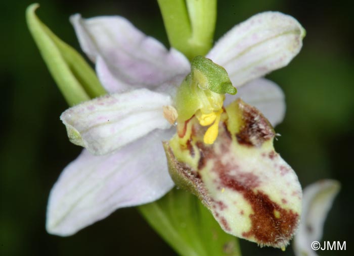 Ophrys apifera f. botteronii