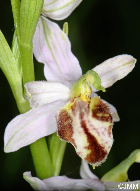 Ophrys apifera f. botteronii