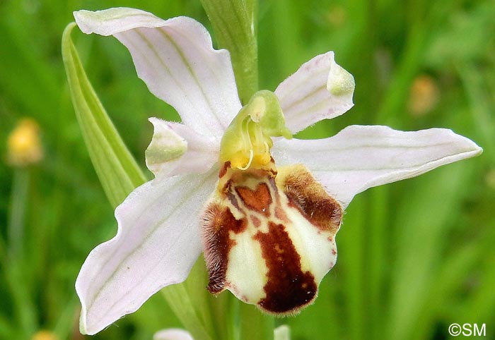 Ophrys apifera f. botteronii