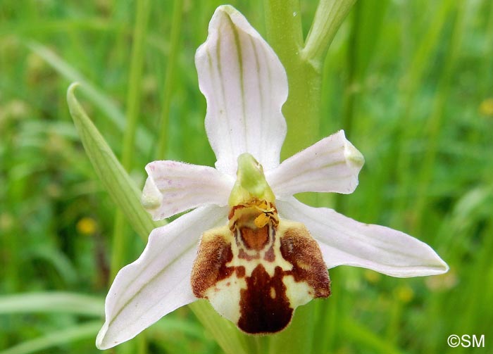 Ophrys apifera f. botteronii