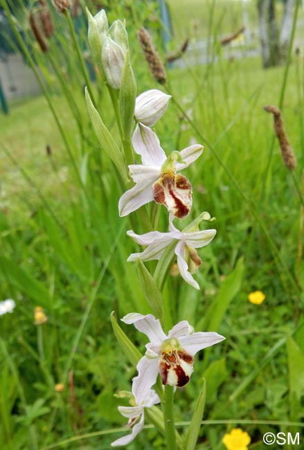 Ophrys apifera f. botteronii