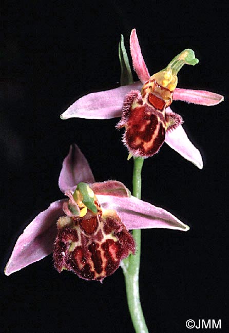 Ophrys apifera f. botteronii