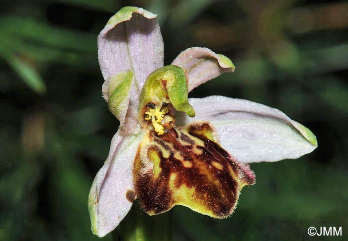 Ophrys apifera f. botteronii