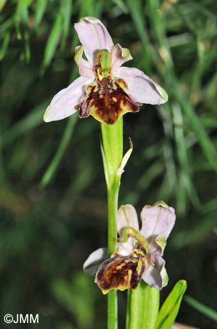 Ophrys apifera f. botteronii