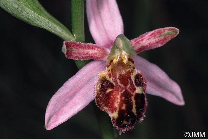 Ophrys apifera f. botteronii