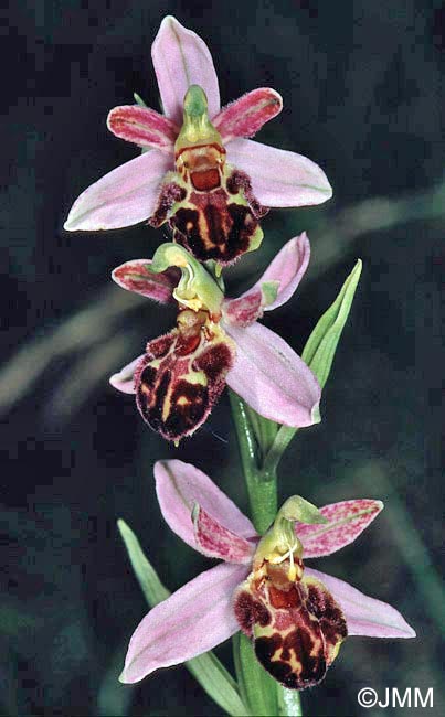 Ophrys apifera f. botteronii