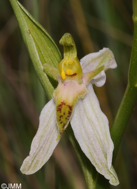 Ophrys apifera f. brevilabellata