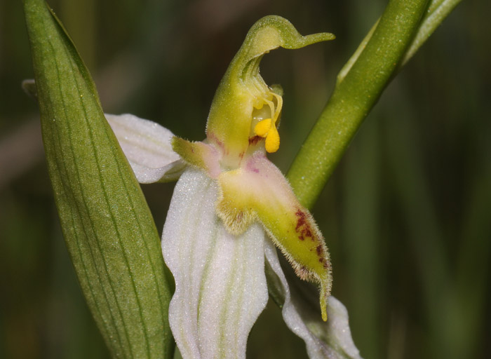 Ophrys apifera f. brevilabellata