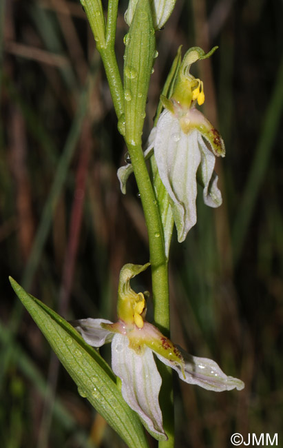 Ophrys apifera f. brevilabellata