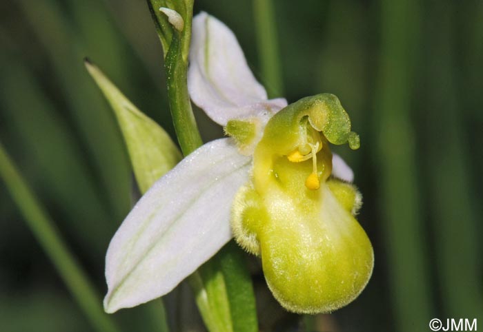 Ophrys apifera f. chlorantha