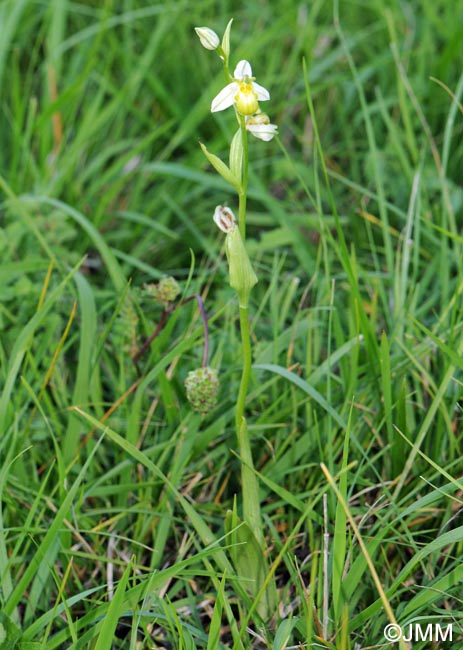 Ophrys apifera f. chlorantha