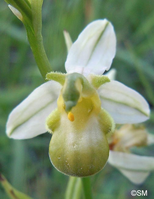 Ophrys apifera f. chlorantha