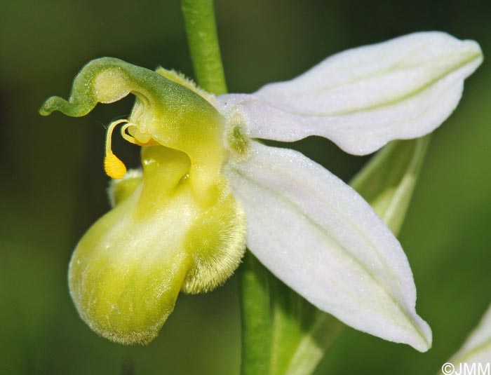 Ophrys apifera f. chlorantha