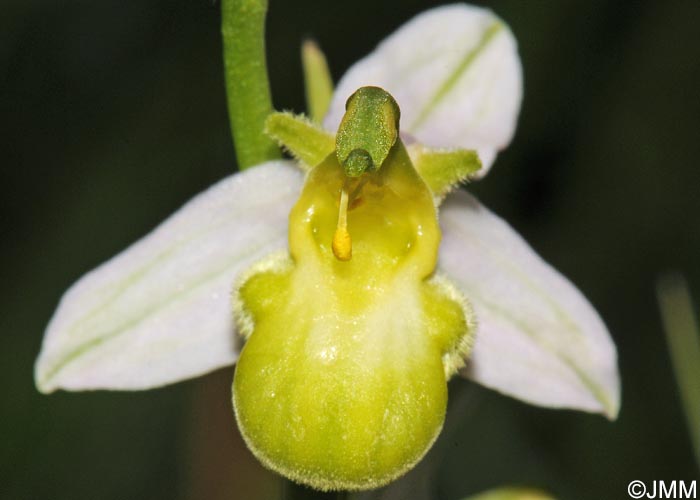 Ophrys apifera f. chlorantha